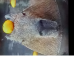 Capybara sanctuary