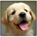 DogBOI