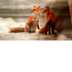 Red fox club