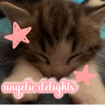 angelic delights