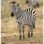 Zebra Union