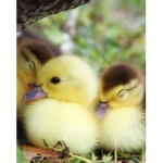 LOS patitos