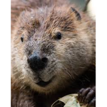 Beaver fan from his sis