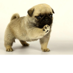 omg the pug