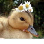 -duck clan-