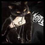 cult of kitty killas