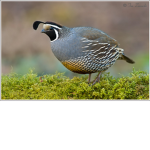 quail fan club