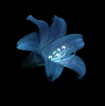 blu..clothing_