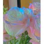 Everlasting x