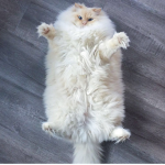 Fluffy Katz
