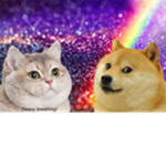 Doges and Cates