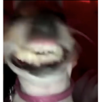 dog يرطعسعش