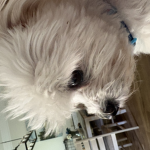 The Dog and cat studio