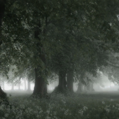 ethereal forest