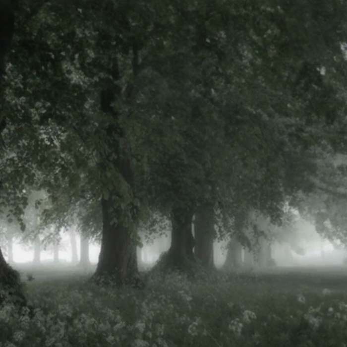 ethereal forest