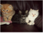 the kitten lovers group