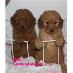 Golden doodle lovers!