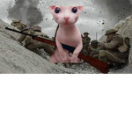 Bingus Military Army