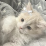 Ladyglittersparkless