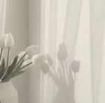Tulipslay