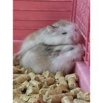 Cute_melon