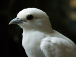 Da Biggest Bird's Group