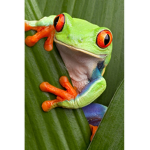 Frog fan group:D
