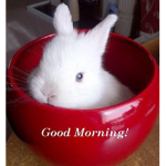Bunny Family Group