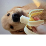 Dogs love group