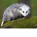 The Opossum Clan