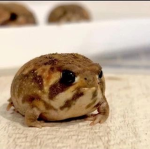 Desert rain frog group