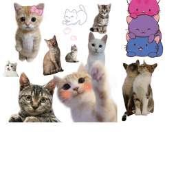 Kitty :3 Hangout