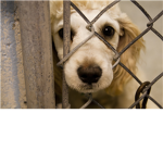 Help stop smoking and animal abuse