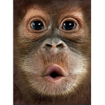 ChunkyMonkey’s