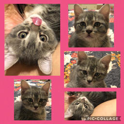 💖Kitty fan group plus giveaways offical hangout💖