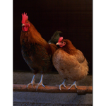 Two chickens