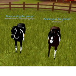 The best equestrian