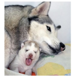 max group for dogs I love dogs