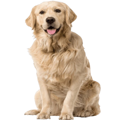 Sunkist the Dog Roblox decal