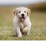 Puppies forever!!!!!!!!!!!