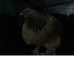 The Big Chick