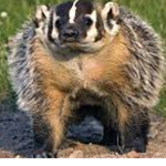 The Badger Bureau
