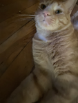 Pedro's Happy Home