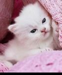 KITTY 2023