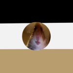 Great Hamster Empire