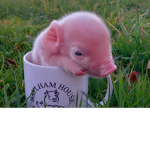 Pink fluffy piglets