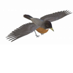lol its a bird