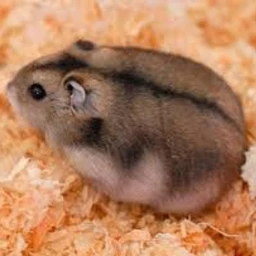 [GO TO DESC] Hamster Pirate Piece icon