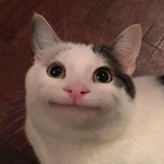 sussy amogus cats
