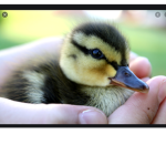 duck group (WIP)